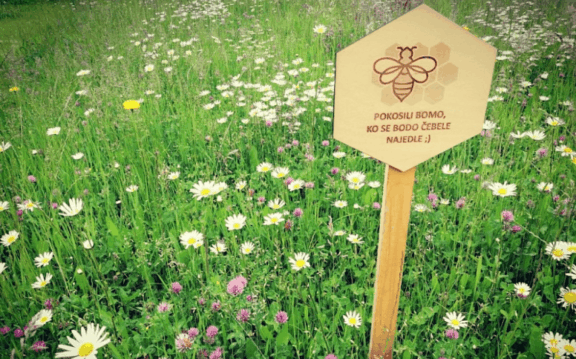 Priročnik za spodbujanje razvoja javnih zelenih površin prijaznih do opraševalcev
