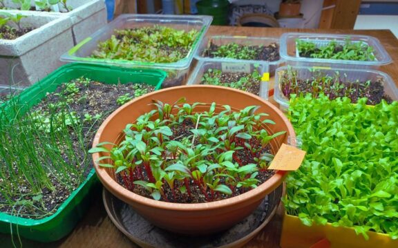 Vabilo na predavanje – KAKO POSTATI SAMOOSKRBEN S SADIKAMI